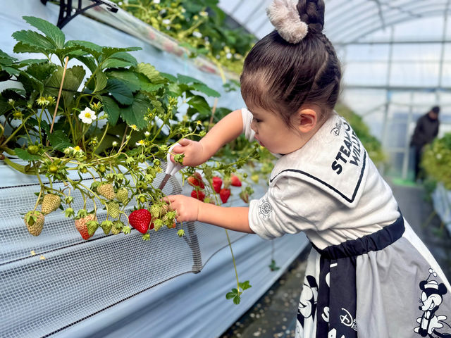お子さまも採りやすいですよ!_春光園