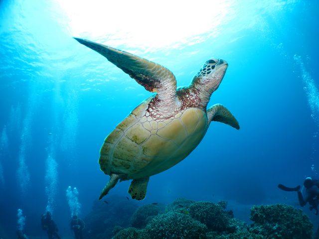ダイビングスクール SEA-PLANET