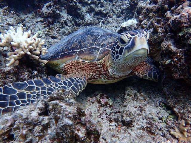 ダイビングスクール SEA-PLANET