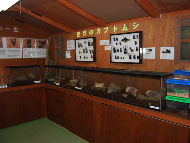 「かぶと虫の家」森の仲間たち館では、外国産の生体と標本の展示。(夏休み期間のみ)_比叡山ドライブウェイ夢見が丘