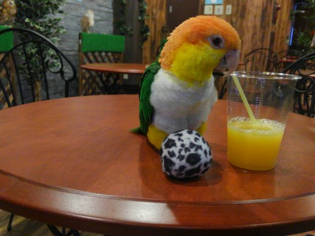 ふくろうカフェ Ricky仙台店