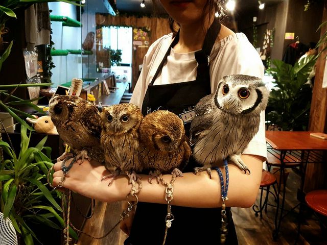 ふくろうカフェ Ricky仙台店
