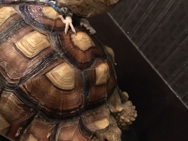 ふくろうカフェ Ricky仙台店