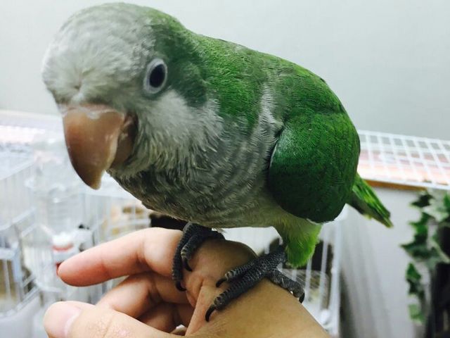ふくろうカフェ Ricky秋田店