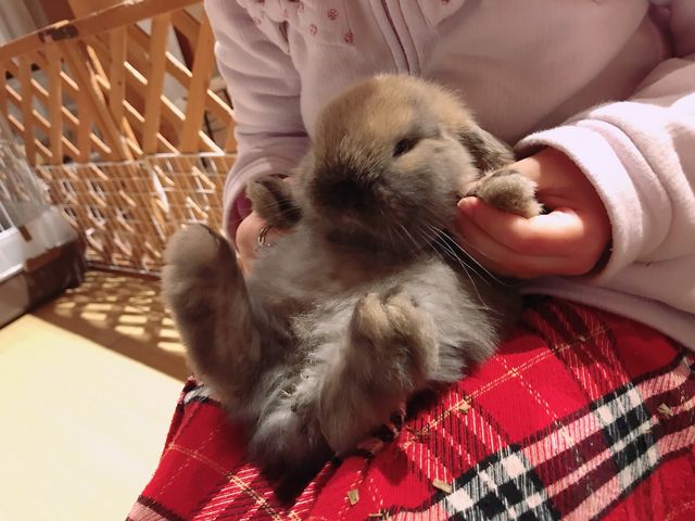 ふくろうカフェ Ricky秋田店