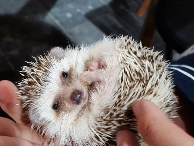 ふくろうカフェ Ricky秋田店