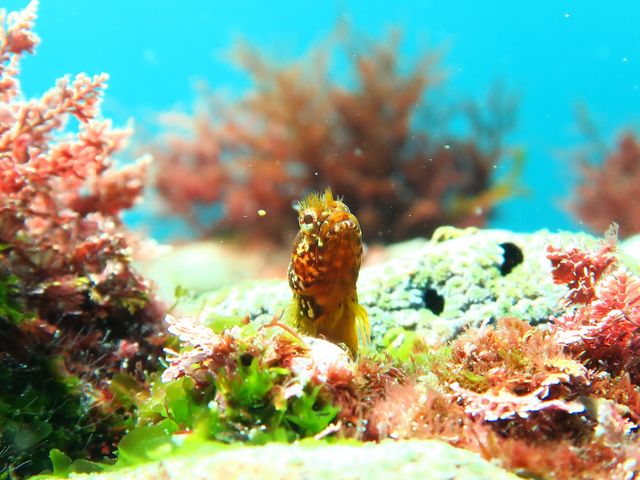 nautilus