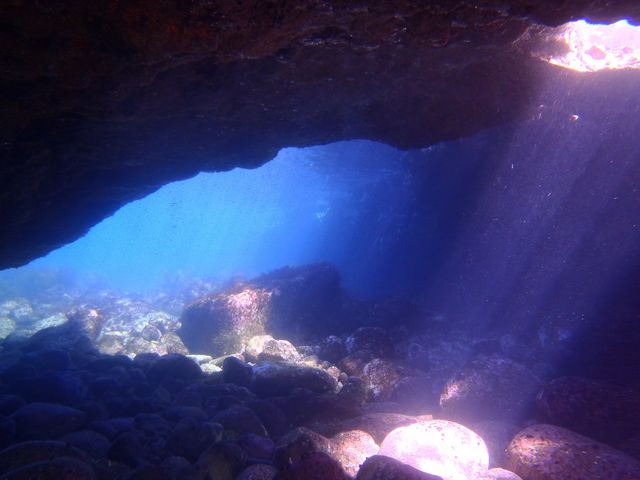 nautilus