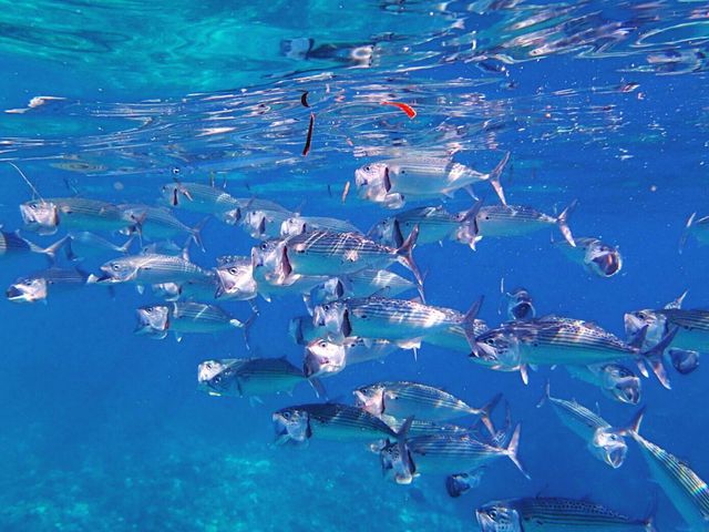 こんなに近くに魚がみえます。_青の洞窟専門 沖縄ダイビングショップ和