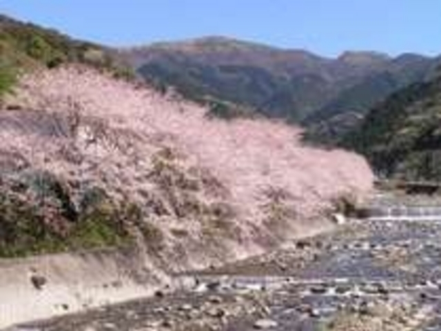 戸田大川沿い桜並木