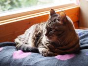 ねこのいえの写真5