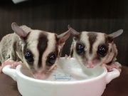 フクロウカフェOZの写真3