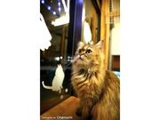 ネコカフェ ひなたぼっこの写真1