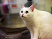 ネコカフェ ひなたぼっこの写真3