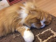 ネコカフェ ひなたぼっこの写真5