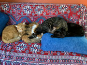 キャットカフェ ミーチェの写真2