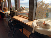 キャットカフェ ミーチェの写真3