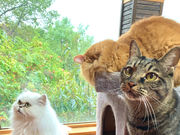 キャットカフェ ミーチェの写真4