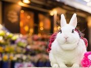 うさぎカフェ うさびび【池袋】の写真2