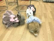 うさぎカフェ うさびび【池袋】の写真4