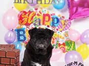 Four-M PETの写真3