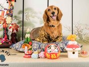 Four-M PETの写真2