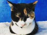 Dear Catの写真2