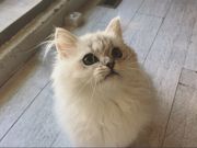 猫カフェ 美猫の写真4