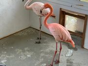 ふれあいどうぶつカフェ fuuの写真4