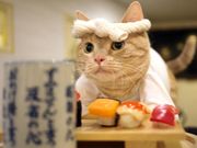 猫カフェ 猫家 川越店の写真2