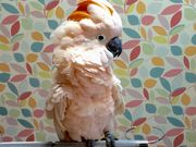 オウムのカフェ FREAKの写真3