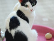 ねこのいるカフェ 小倉猫茶家の写真11
