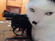 ねこのいるカフェ 小倉猫茶家の写真2