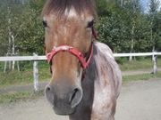 フラノトレッキングサポート遊馬の写真4