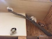 ムーニャの森の写真3