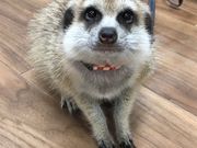 あにまるかふぇ 仙台福郎の写真2