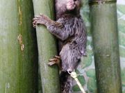 あにまるかふぇ 仙台福郎の写真4