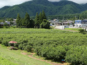 白馬農場 ブルーベリー園の写真3