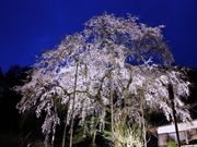 いなぶ観光協会の写真2
