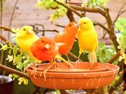 ことりカフェ巣鴨の写真3