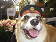 浮山温泉 犬の駅の写真2