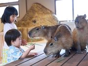 日光さる軍団の写真3