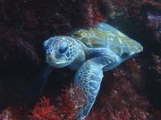 ダイビングスクール ステイドリームの写真4