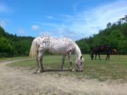 ストローク乗馬クラブはなむけの写真2