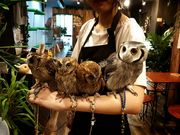 ふくろうカフェ Ricky仙台店の写真2