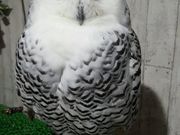 ふくろうカフェ Ricky盛岡店の写真2