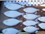 香川釣り船 優誠丸の写真4