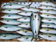 香川釣り船 優誠丸の写真3