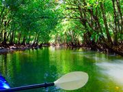 西表島ジャングルツアーPaaOの写真2