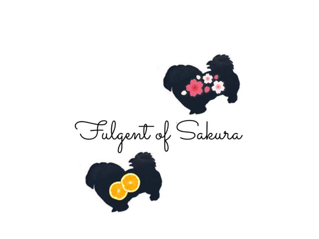 ワンコのいるフラワークラフトサロン_Fulgent of Sakura